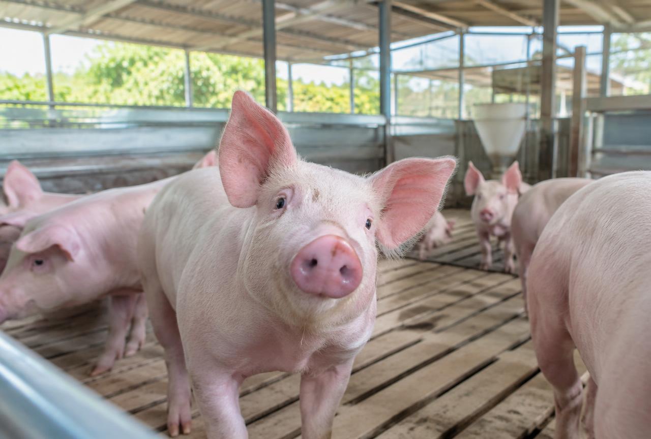 Suínos saudáveis em granja moderna